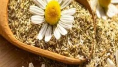 فوائد البابونج قبل النوم