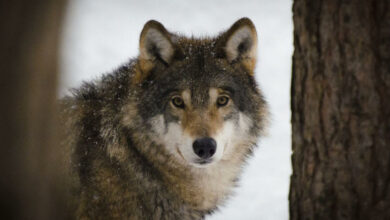 تفسير رؤية الذئب في المنام